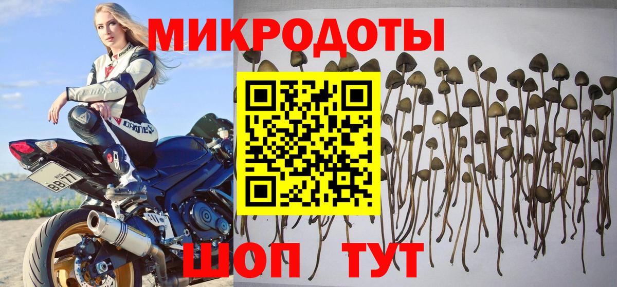 Псилоцибиновые грибы Psilocybine cubensis Егорьевск